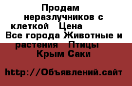 Продам 2 неразлучников с клеткой › Цена ­ 2 500 - Все города Животные и растения » Птицы   . Крым,Саки